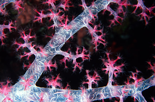 Pink soft coral - Matts Wall