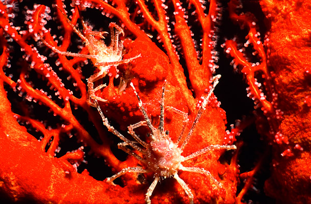 Fighting spider crabs - Big Drop-off