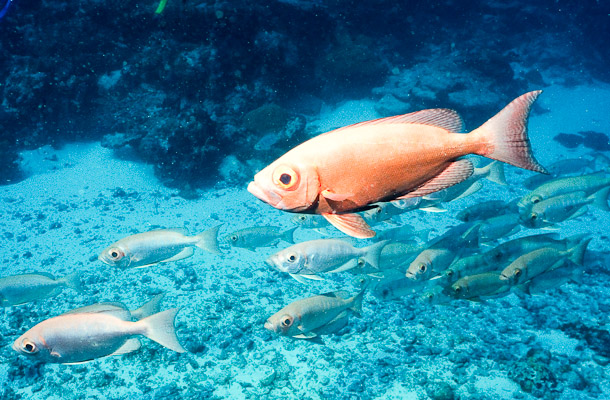 Crescent-tail Bigeye - Ulong Channel