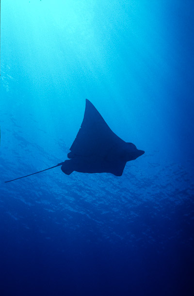 Eagle Ray Silhouette - Blue Corner