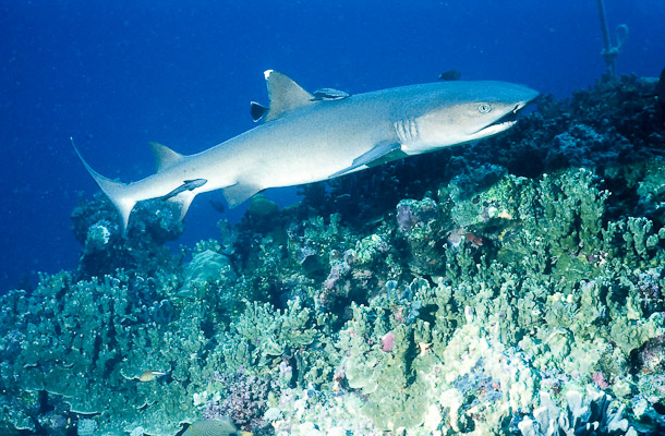 White-tip Reef Shark - Woundibobjusalilbit