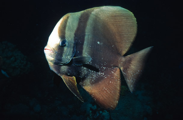 Batfish with Scratch-marks