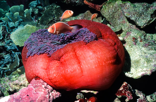 Pink Anemonefish in Sea-anemone