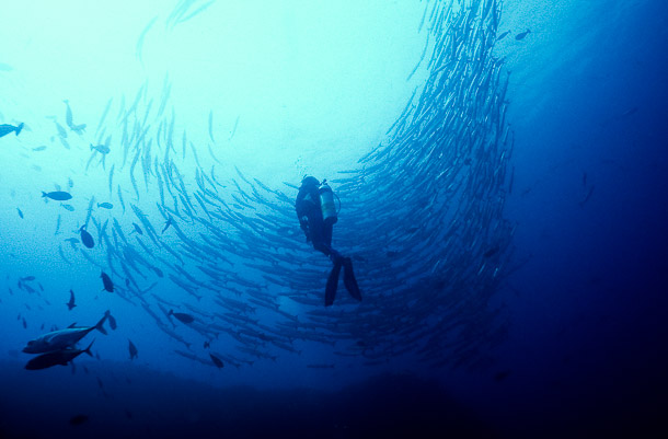 In a Barrel of Barracuda