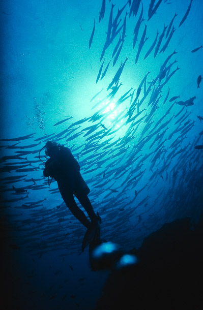 Barracuda Silhouette