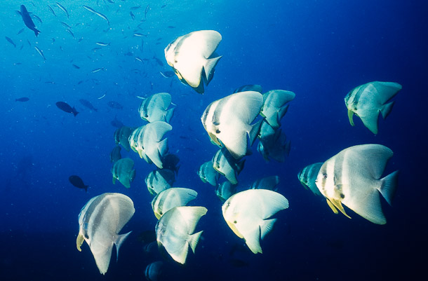 A Squadron of Batfish