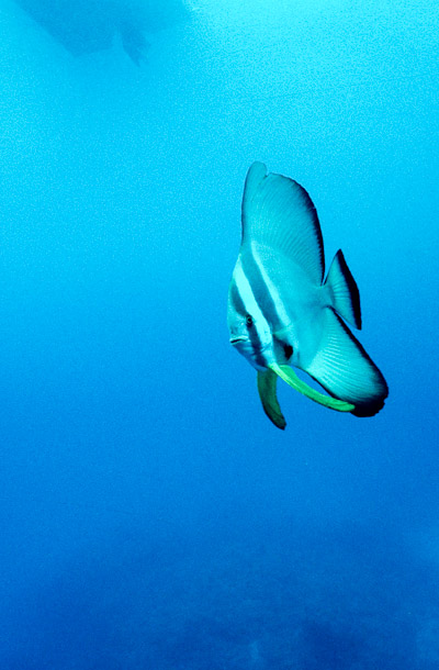Batfish - Mooring, Clerk Reef