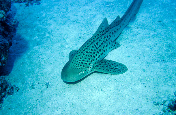 Leopard Shark - Blue Lagoon, Clerk Reef