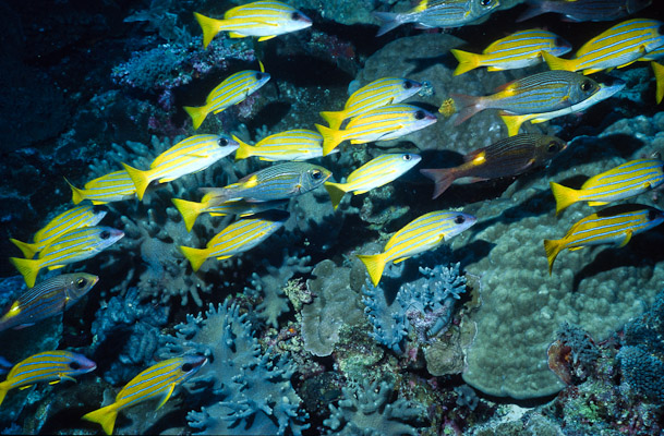 Blue-stripe Snapper - Labyrinth, Clerk Reef