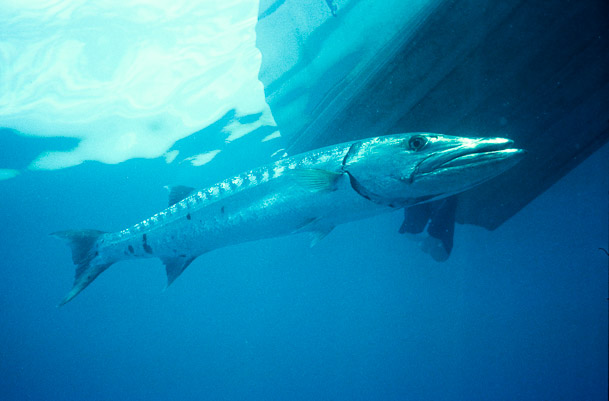 Bazza the Cuda - Mooring, Clerk Reef