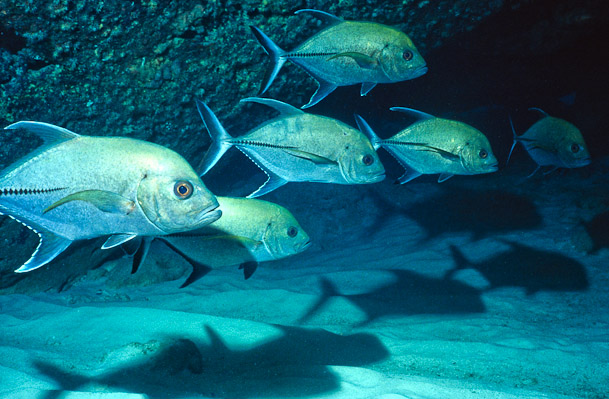 Trevally - Eel Creek, Clerk Reef