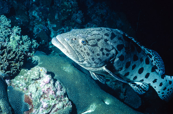 Spud - Cod Hole, Mermaid Reef