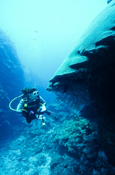 Hayley and Coral Bommie - V-in-the-Wall, Mermaid Reef