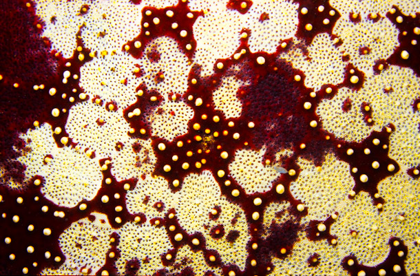Starfish Pattern - Aquarium, Clerk Reef