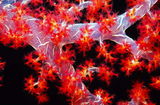 Soft Coral Macro - Jummy-goes-to-China, Clerk Reef