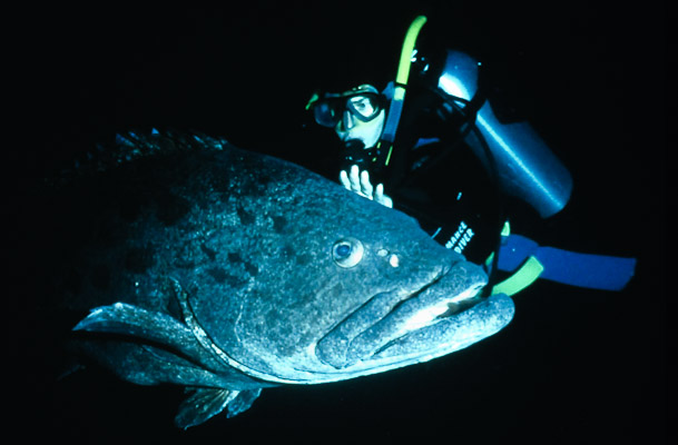 An Intimate Moment - Cod Hole, Mermaid Reef