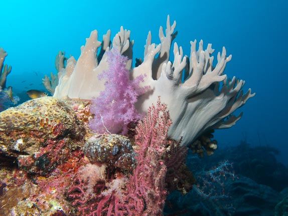 Soft corals at Coral Garden, Clerke Reef