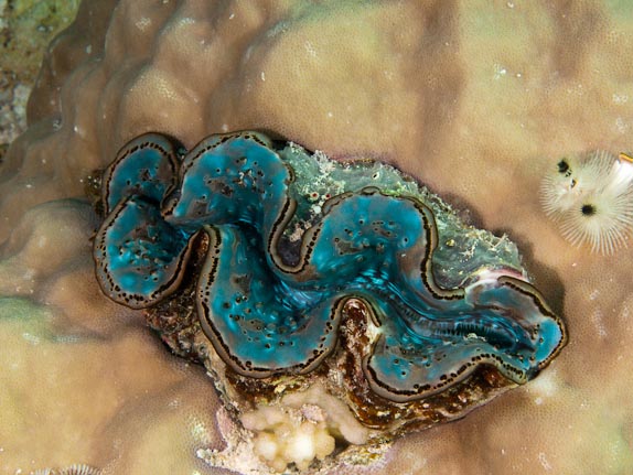 Small blue-mantled clam in coral at Cup Cake, Clerke Reef