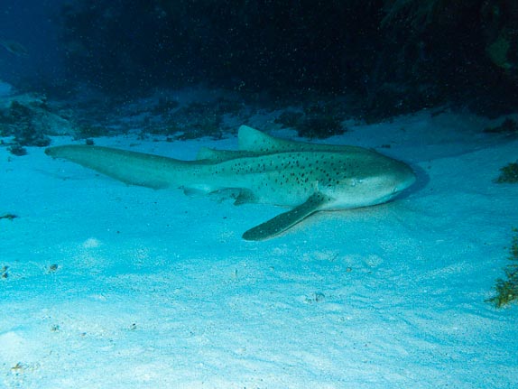Resting leopard shark (Stegostoma fasciatum) at Jimmy-goes-to-China, Clerke Reef