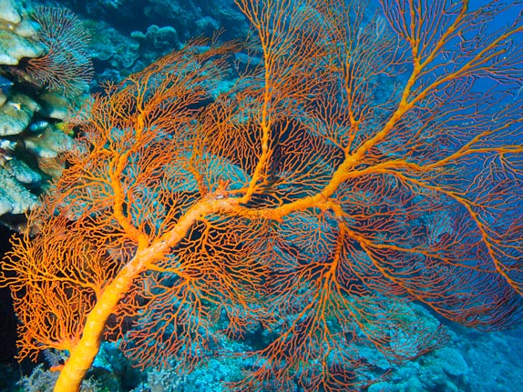 Seafan at Parrots Edge, Clerke Reef