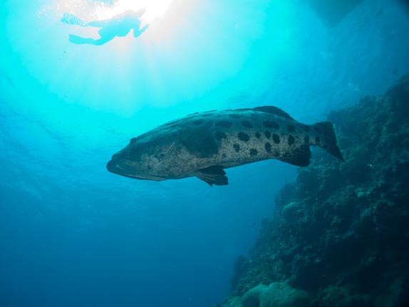 Cod at Cod Hole, Mermaid Reef