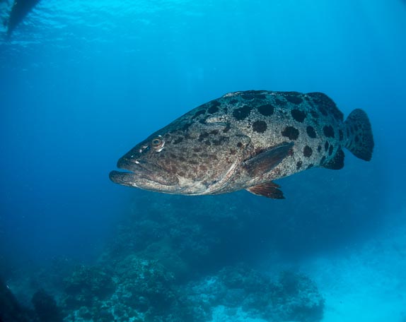 Portrait of a potato cod at Cod Hole, Mermaid Reef