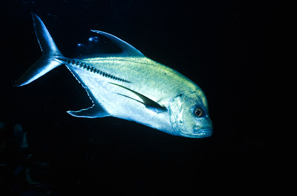 Trevally