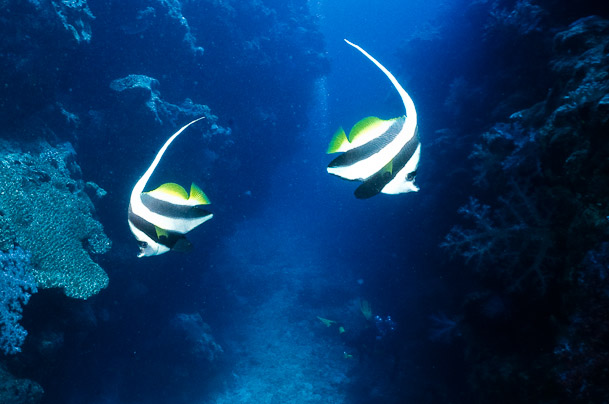 Long-fin Bannerfish