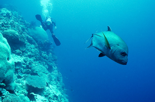 Trevally Ignoring Diver