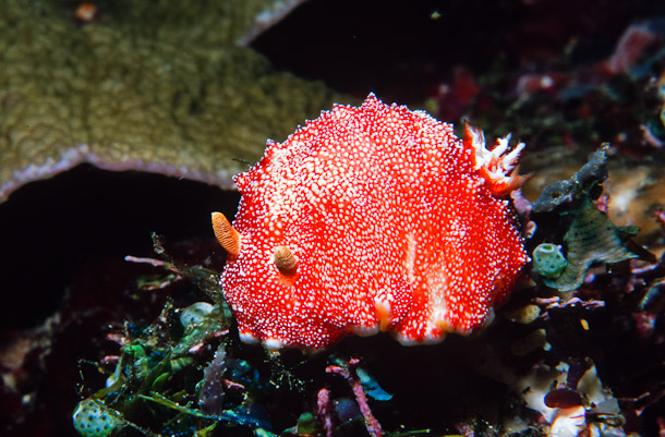 Chromodoris reticulata nudibranch - Velvia Reef, Florida Is