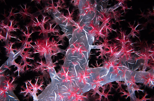 Pink soft coral - Leru Cut, Russel Is