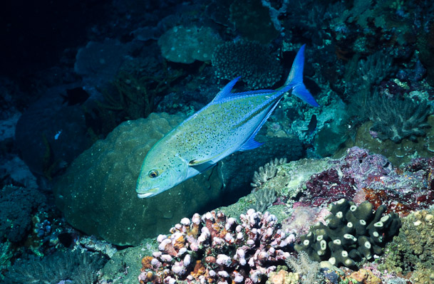Bluefin trevally - Barracuda Point, Baruku Is