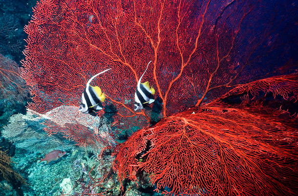 Seafan and longfin bannerfish - Lagoon Point, Mbulo Is